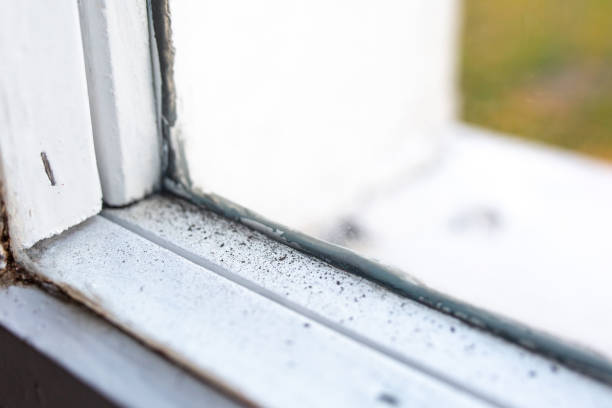 Professional Mold Removal in Mound, MN