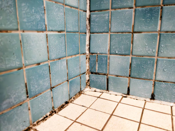 Best Mold Remediation for Healthcare Facilities  in Mound, MN