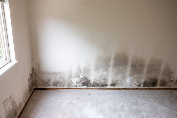 Best Mold-Related Health Consultation  in Mound, MN
